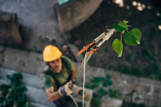 How Our Tree Care Process Works  in Mayer, MN